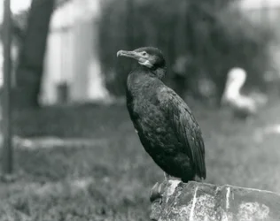 En storskarv i London Zoo i september 1927