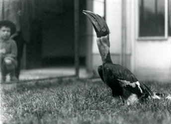 En næsehornsfugl kigger opad, mens han står på græsset i sin voliere, mens en lille dreng ser på i baggrunden, London Zoo, 1924