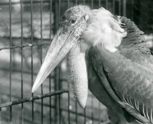 A Greater Adjutant Stork i London Zoo i juli 1925