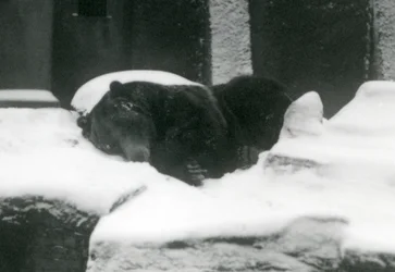 En Grizzlybjørn sover i sneen, London Zoo, 1924