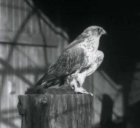 En Gyrfalcon hviler på en træstamme, London Zoo, december 1925