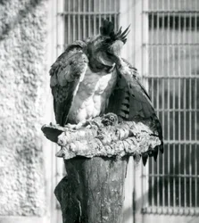 En harpy-ørn i London Zoo, april 1914