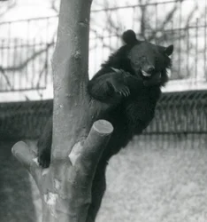 En brun Himalayabjørn Isabelline Bear Dzu-Teh i et træ i London Zoo i 1925