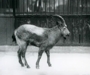 En Himalaya Ibex stående i London Zoo, 1927