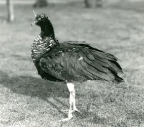 En Horned Screamer stående på græs i London Zoo i september 1927