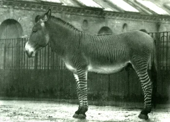 En hybrid zebra i sin indhegning i London Zoo, 1924 (bw foto)
