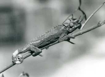 En kamæleon fra Jackson holder fast i en gren, London Zoo, august 1926