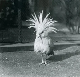 En Kagu eller Cagu, der viser sine kamfjer i London Zoo, juni 1921