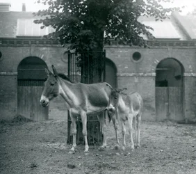 En KiangTibetansk vildæselKhyangGorkhar og hendes føl står under et træ i deres løbegård, London Zoo, august 1927
