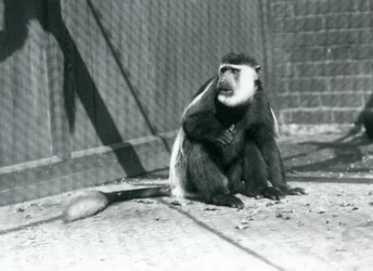 En kikuyu-sort-hvid colobusabe siddende i sit indelukke i London Zoo i juli 1925