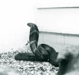 En King Cobra Hamadryad i London Zoo, oktober 1925