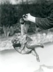 En snohalebjørn hænger med sin gribehale fra en dyrepassers finger, London Zoo, september 1925