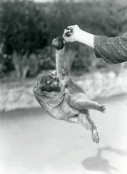 En snohalebjørn hænger med sin gribehale fra en dyrepassers finger, London Zoo, september 1925