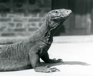 En Komodo-drage i London Zoo i august 1928 (s/h-billede)