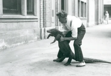 En Komodo-drage holdes op på bagbenene af en målmand i London Zoo i august 1928 (s/h-foto)