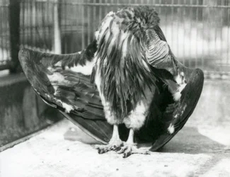 En grib med lappetæppe står på gulvet i sit indhegning og pudser sine vingefjer, London Zoo