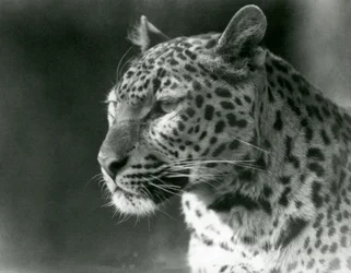 En leopard i London Zoo i 1930 (s/h-billede)