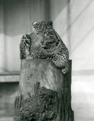 En leopard liggende på toppen af en træstub, London Zoo