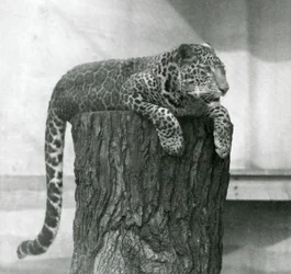 En leopard liggende oven på en træstub med halen hængende ned bagved, London Zoo