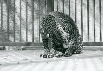 En leopard, der sidder i sit indhegning og plejer sit ben, London Zoo, 1927
