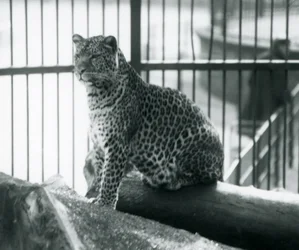 En leopard siddende på en bjælke i dens indhegning i London Zoo, september 1925