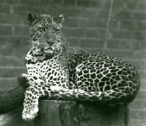 En leopard siddende på en træstub i London Zoo i 1924