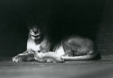 En løveunge, der ligger med sin mor i skyggen bagest i deres indhegning, London Zoo, oktober 1925