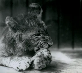 En løveunge fodrer i ZSL London Zoo i 1927