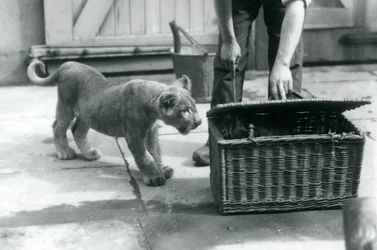 En løveunge ser på en tigerunge i en flettet kurv, som en vogter åbner, London Zoo, september 1925