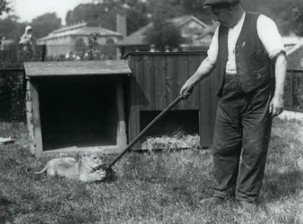 En løveunge leger med en moppe, holdt af sin vogter, på græsset foran sin hule, London Zoo, september 1925