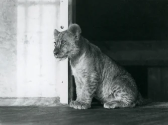 En løveunge sidder på gulvet i London Zoo i 1930 (s/h-billede)