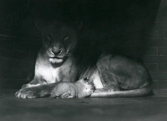 En løvinde og en unge, der ligger i skyggen bagest i deres indhegning, London Zoo, oktober 1925