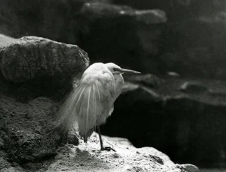 En silkehejre, der hviler blandt klipper i London Zoo i 1930