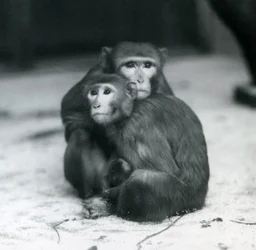 En makak med sin baby siddende sammen på gulvet i deres indhegning, London Zoo