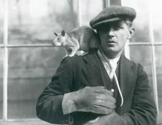 En madagaskisk kæmperotte sidder på sin dyrepassers skulder, London Zoo, 1924