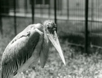 En Marabou-stork stående i sin indhegning i London Zoo i september 1928