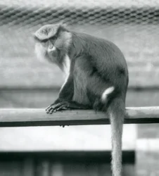 En Mona-abe, der sidder på en vandret pæl i sin indhegning i London Zoo i september 1925