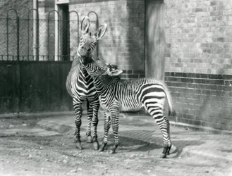 En bjergzebra og hendes føl i London Zoo i 1929