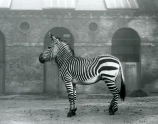 En bjergzebra, der står på sin fold foran de høje døre til Giraffe House i London Zoo i 1927