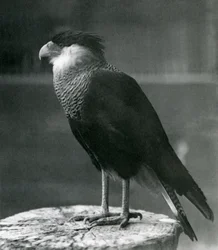 En Northern Crested Caracara i London Zoo, før 1930