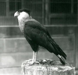 En Northern Crested Caracara stående på en træstamme i London Zoo, september 1925