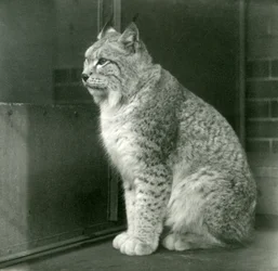 A Northern Lynx, London Zoo, februar 1925