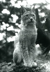 En Northern Lynx sidder oppe i London Zoo, juli 1925