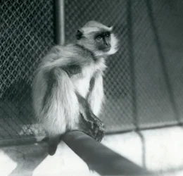 En Northern Plains Grey Langur sidder på en siddepinde i sin indhegning i London Zoo i 1928 (s/h foto)