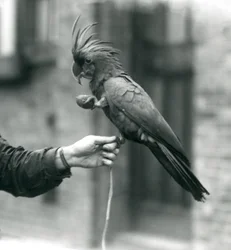 En palmekakadue, der griber om en dyrepassers finger med den ene fod og holder en ægformet godbid i den anden, London Zoo, september 1927
