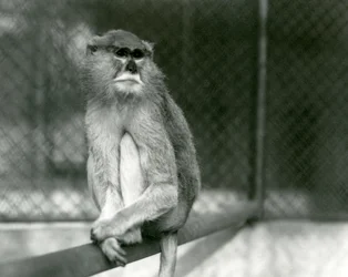 En Patas/Wadi/Hussar Monkey sidder på en gren i London Zoo i 1928 (s/h foto)