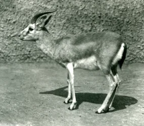 En persisk gazelle i London Zoo i juni 1925