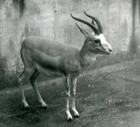 En persisk, strubet eller sorthalet gazelle i London Zoo, august 1927