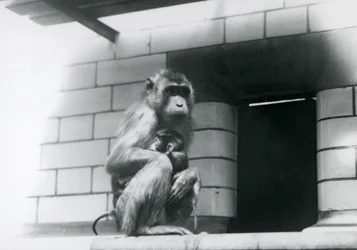 En grisehalemakak holder sin unge, mens den sidder på en flisebelagt afsats i sin indhegning i London Zoo i 1928