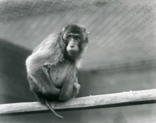 En grisehalemakak sidder på en pind i sin indhegning i London Zoo